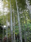 Bambous au temple de Kannon