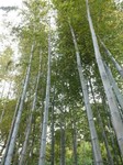 Bambous au temple de Kannon